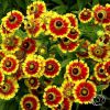 Helenium Bidermejer